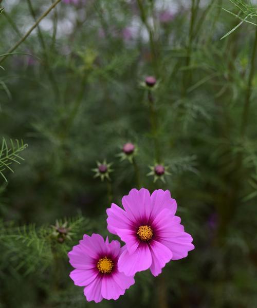 秋天适合养哪些花？10种最佳秋季花卉推荐及养护指南？